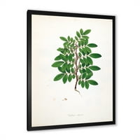 Designart 'Ancient Plant Life XX' fermă încadrată Art Print