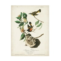 John James Audubon 'Redstart' Arta Pânzei