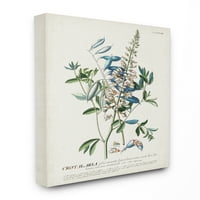 Stupell Industries plante botanice ilustrare flori și frunze Design Vintage panza arta de perete de necunoscut, 16 20